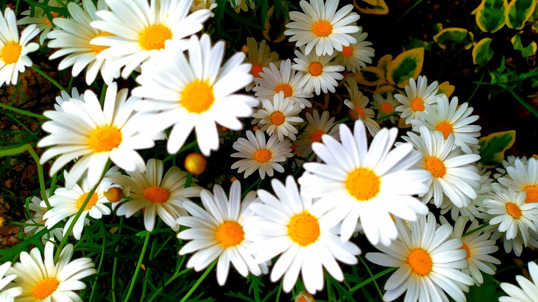 Mobil çiçek servisi ile mekanınıza özel hizmet