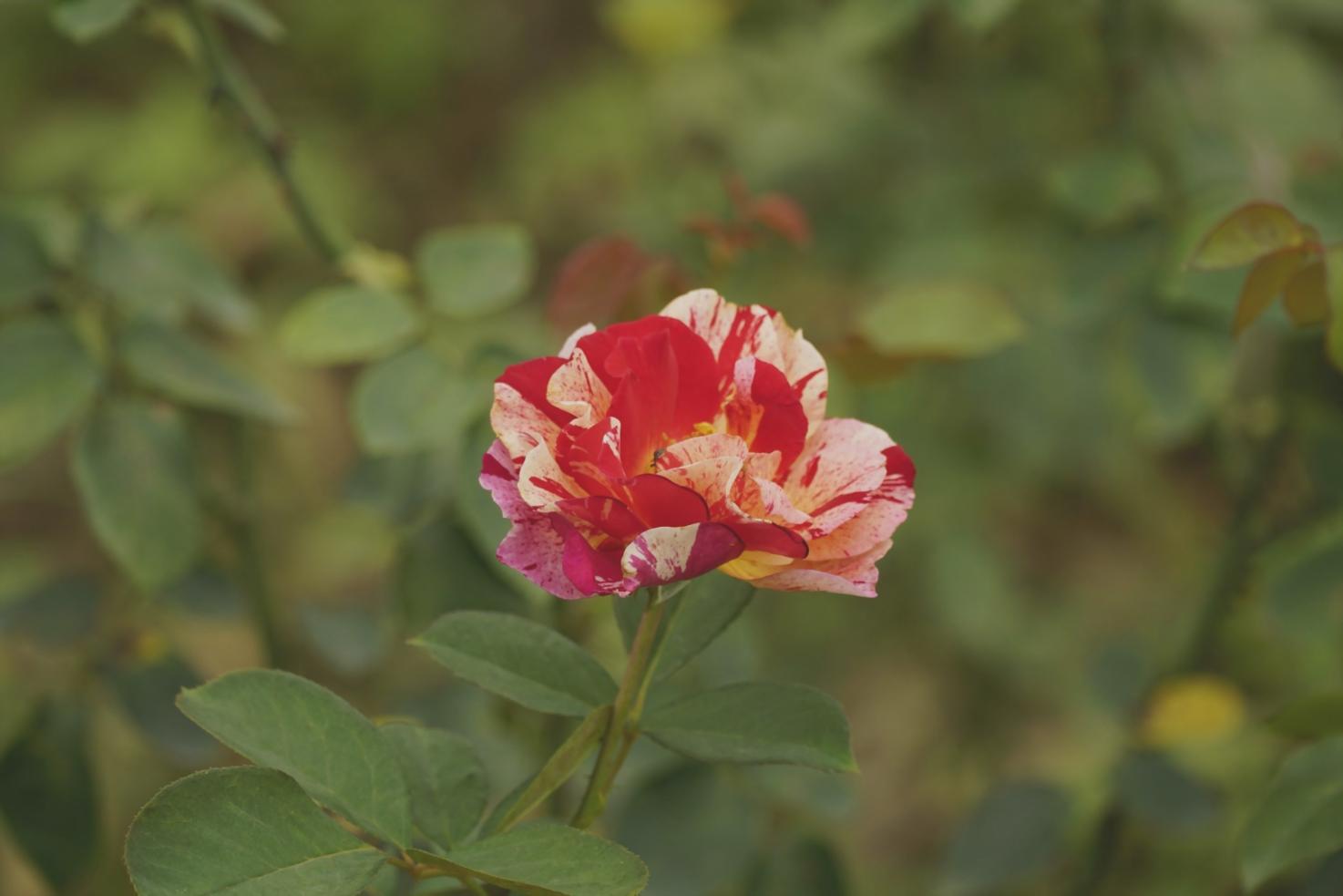 Flourisx mobil çiçek servisi hizmet alanı